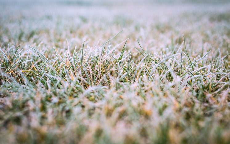 Lee's Nursery and Landscaping | Rock Hill, SC | green grass with frost