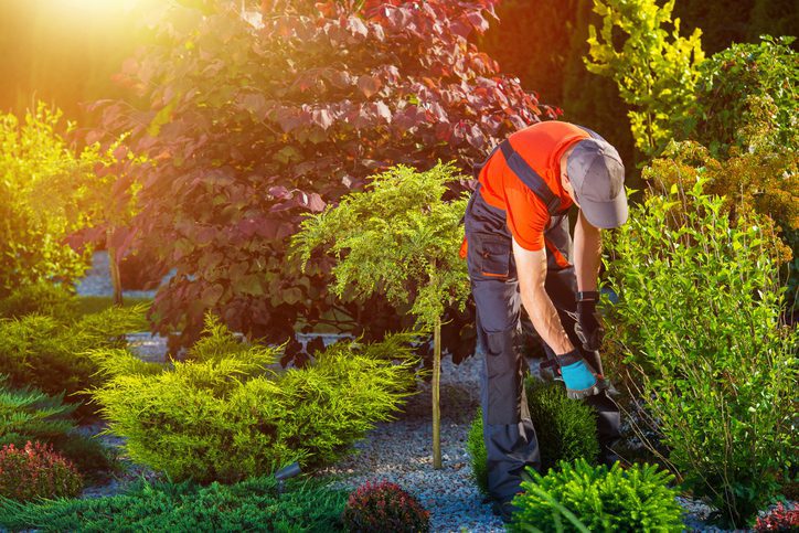 Lee's Nursery and Landscaping | Rock Hill, SC | gardener working in landscaped bed