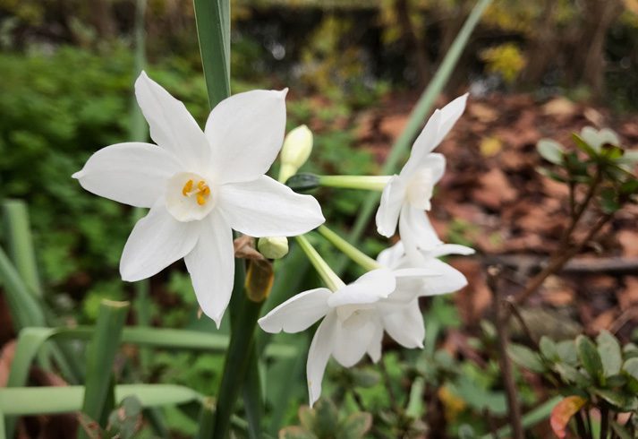 Add Winter Color With These Plants & Shrubs